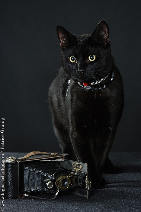 Schwarze Katze im Fotostudio beim Fotoshooting