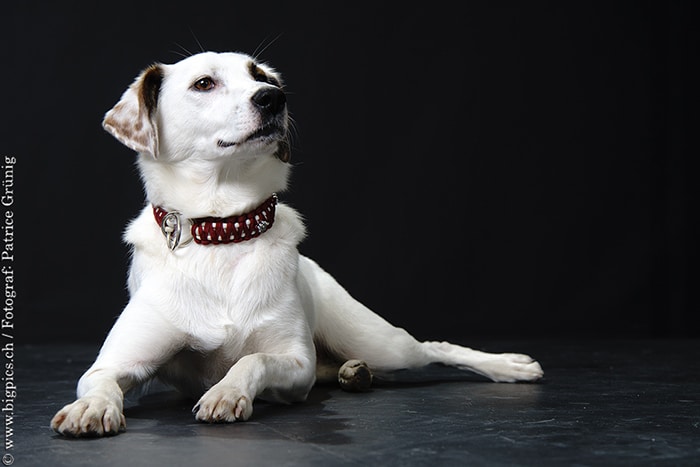 Hundefoto beim Fotoshooting im Fotostudio in Wolfwil kt. Solothurn